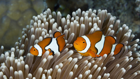 Studie: Clownfische passen sich der Größe ihrer Seeanemonen an