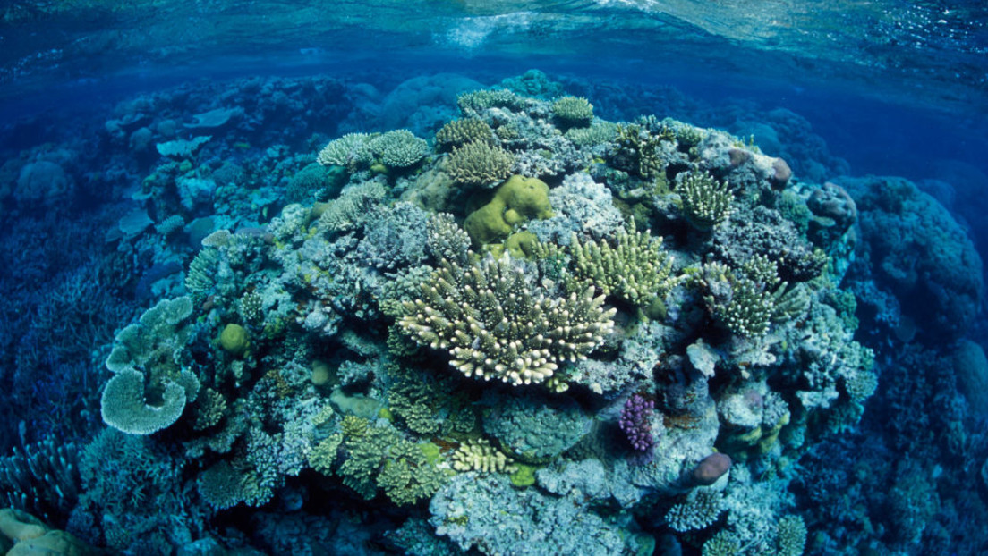 Australien: Korallen-Dichte am Great Barrier Reef im Bestzustand seit 36 Jahren