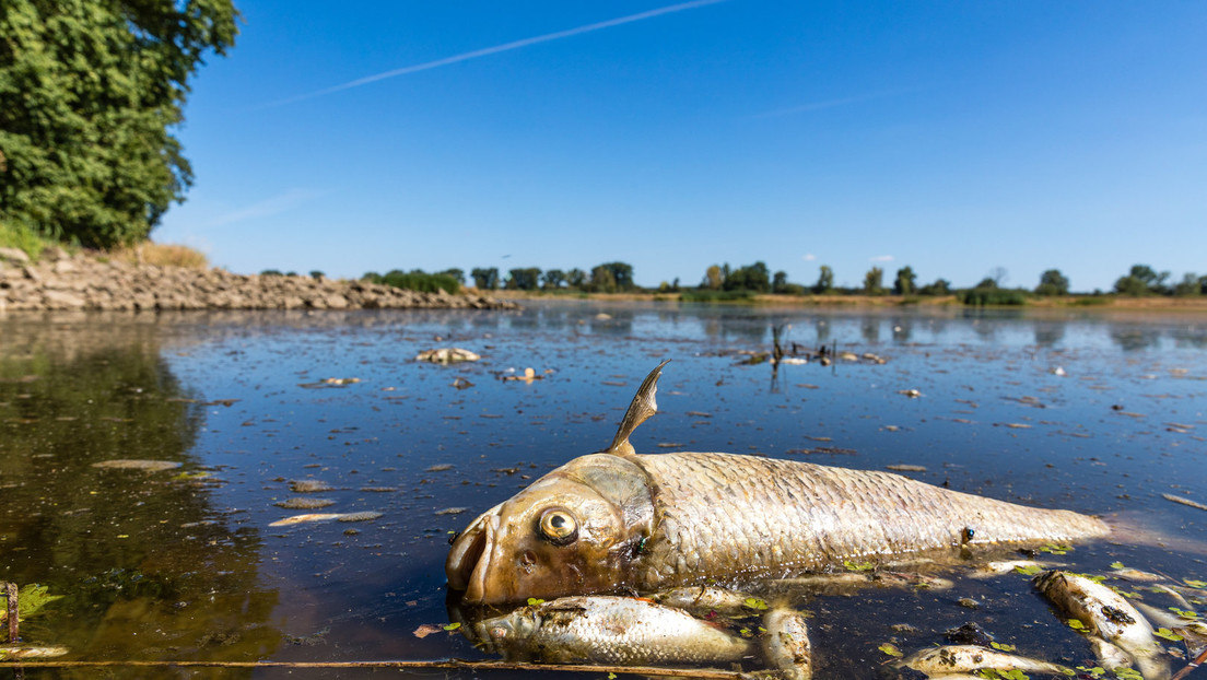 Bis zu 100 Tonnen tote Fische in der Oder – Auch Saale betroffen