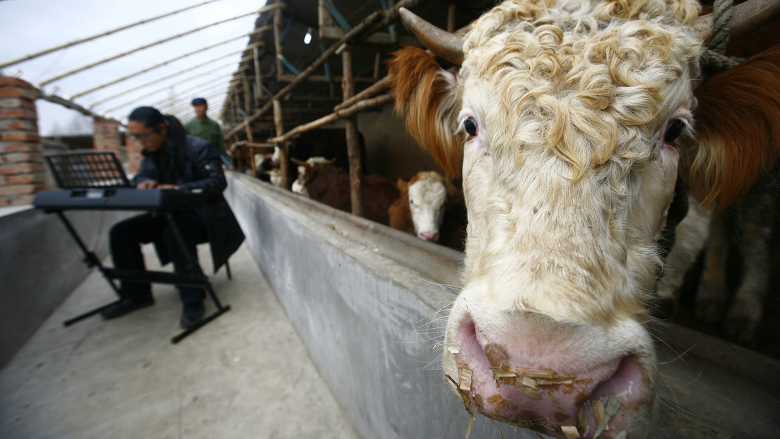 Landwirte in dem russischen Gebiet Rostow lassen Kühe mit klassischer Musik beschallen