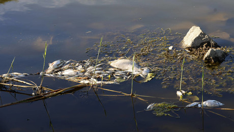 industrial accident? Massive fish kills in the Oder worry citizens and authorities