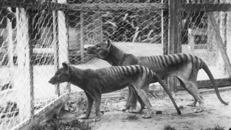 Forscher wollen ausgestorbenen Tasmanischen Tiger wiederauferstehen lassen