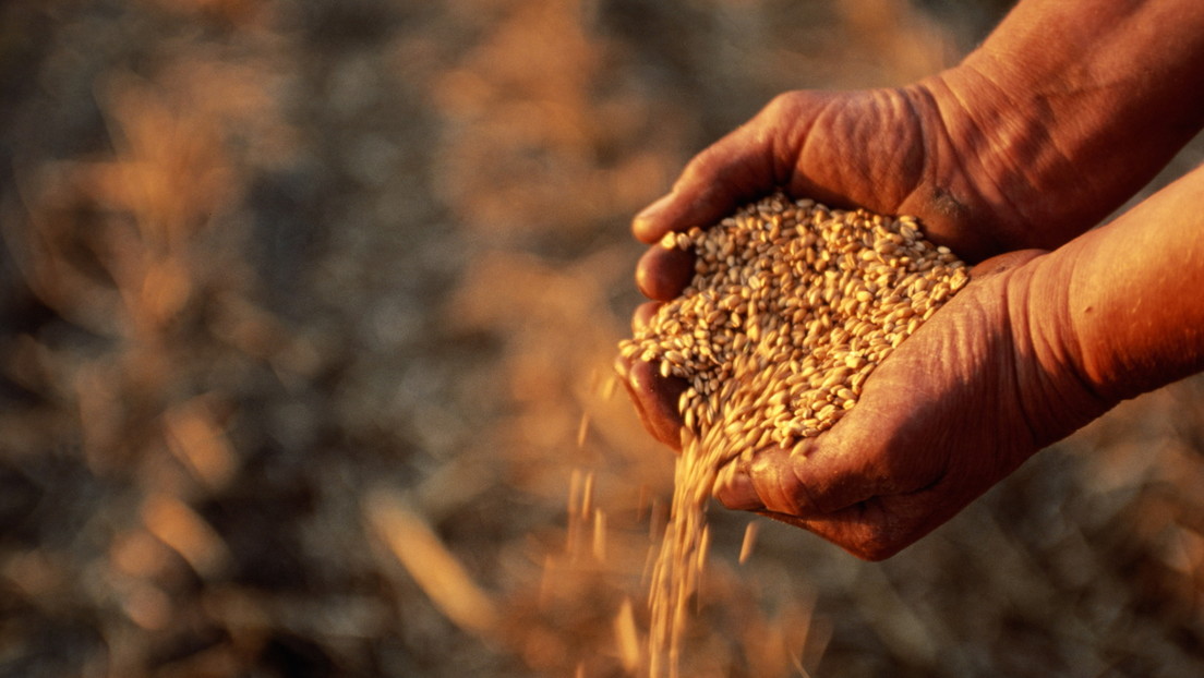 Grain from Ukraine undercuts prices of EU farmers, according to the Wall Street Journal