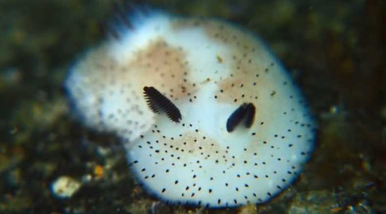 Aww! Cute sea slugs with ‘bunny’ ears enchant Japan (PHOTOS, VIDEO)
