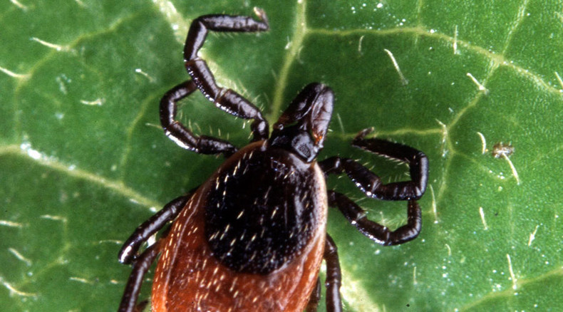 Lyme disease surged 320%, high-risk areas expanding – CDC report