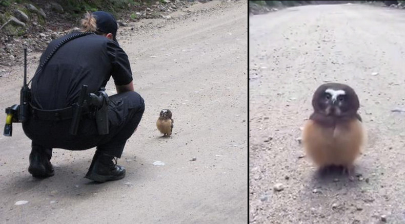 Tiny owl unfazed by road encounter with Colorado cop (PHOTOS, VIDEO)