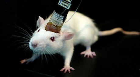 Scientists wirelessly control mice with brain implant (VIDEO)