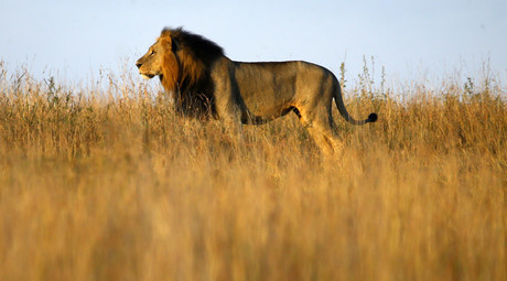 US govt never minded Americans killing rare lions before Cecil – WikiLeaks document