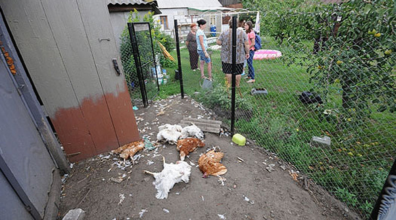 Mysterious 'chupacabra'-like predator wipes out poultry stock in Russian village