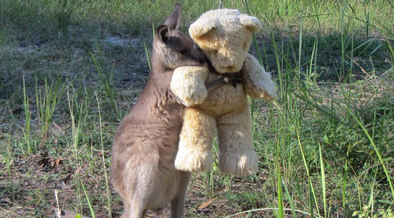 Worth a million likes: Pic of baby kangaroo hugging teddy bear melts hearts worldwide (PHOTO)