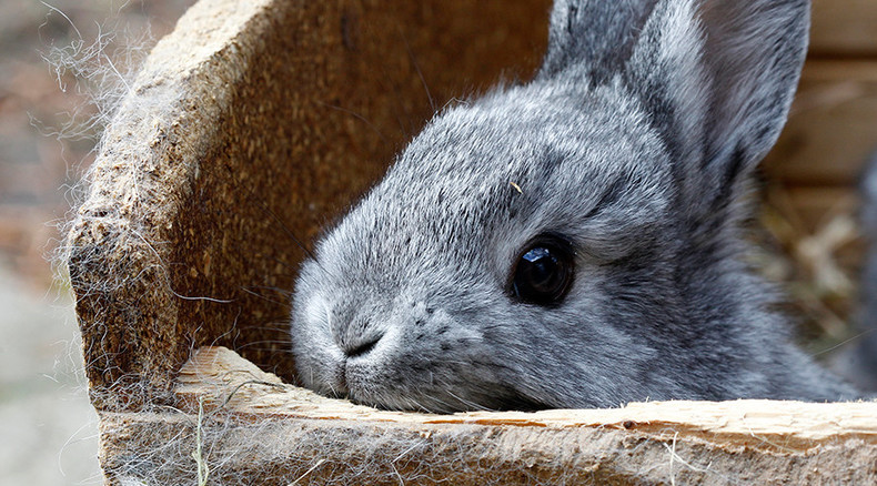 Too busy for bunnies: Scots abandon pet rabbits in their hundreds