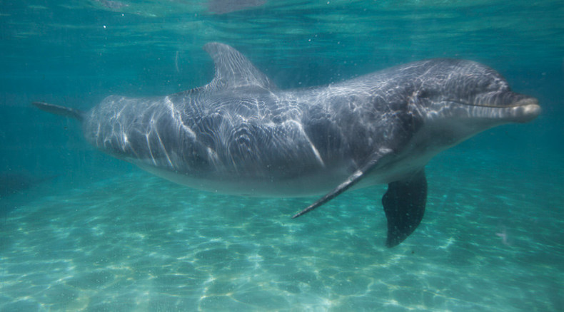 Underwater espionage? Hamas 'arrests' Israeli spy dolphin