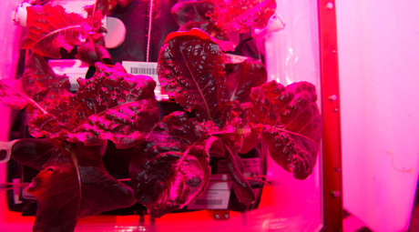 Space salad: ISS astronauts to eat first cosmic lettuce