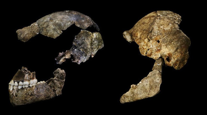'Tiny brain, slender body': New human-like species discovered in S. African cave