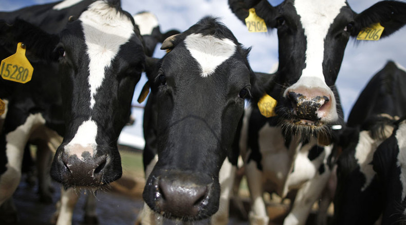 Cattle leukemia virus found in milk linked to breast cancer – study