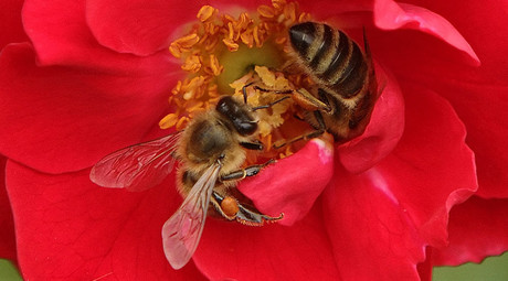 EPA admits popular insecticide threatens honeybees