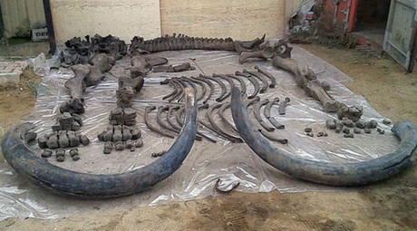 126,000-year-old pre-woolly mammoth skeleton found in Siberia (PHOTOS)