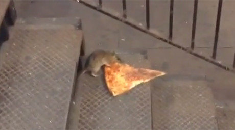 No rodent left behind: NYC rat goes to great lengths to recover dead pal (VIDEO)