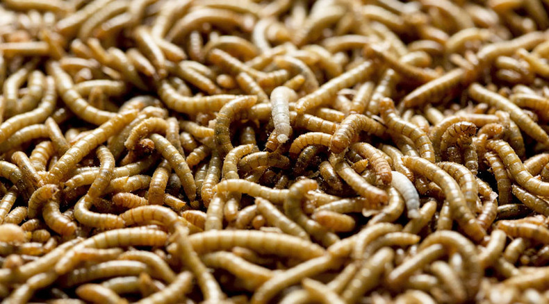 Hail to the worm: Plastic-eating worm might be the solution to global crisis