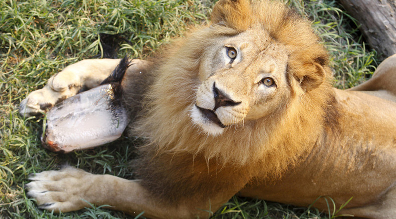 Danish zoo to dissect lion, inviting audience to see ‘how fantastic a lion is’