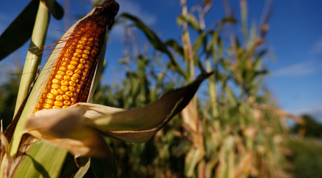 Two thirds of EU states reject GMO crops, file cultivation opt-out requests