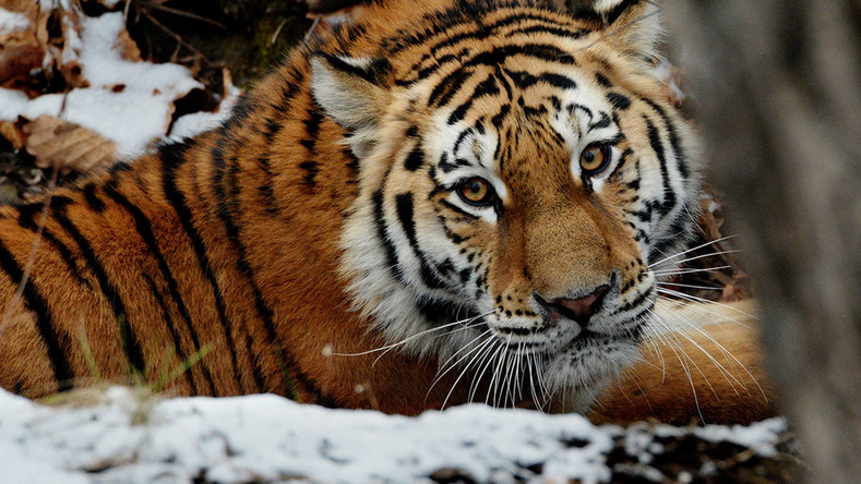 Siberian tigers facing starvation due to nut shortage – WWF