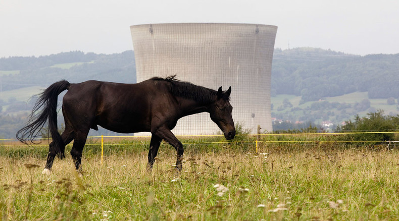 Sex abuse against horses on the rise in Switzerland