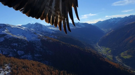 Hunter hunted: Eagle attacks drone filming in Austrian alps (VIDEO)