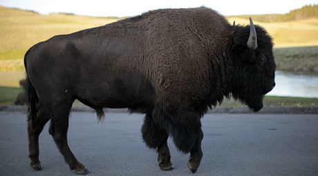 'Shameful': Yellowstone National Park considers killing 1,000 wild bison