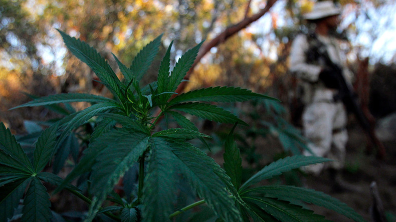 First marijuana growing and consumption permits issued in Mexico