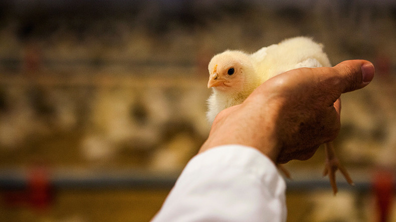 Antibiotic drug sales spike at livestock farms, despite FDA guidelines