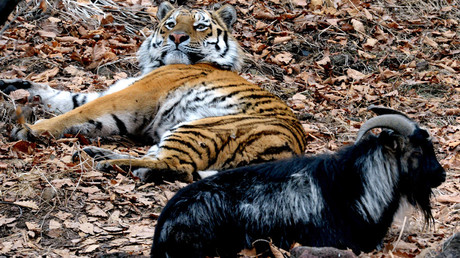 Hunger games? 5 reasons Amur the Tiger hasn’t eaten Timur the Goat