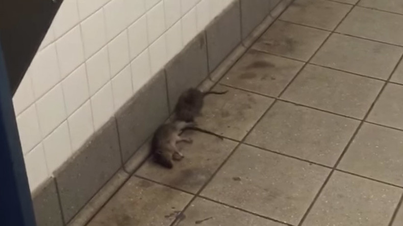 No rodent left behind: NYC rat goes to great lengths to recover dead pal (VIDEO)
