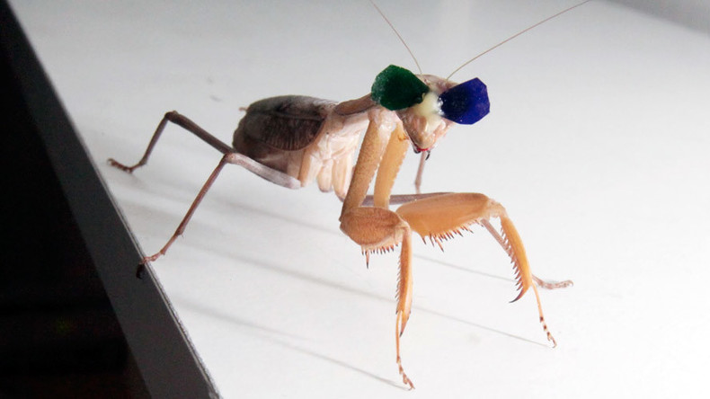 Bug eyed! Insects proven to hunt with 3D vision