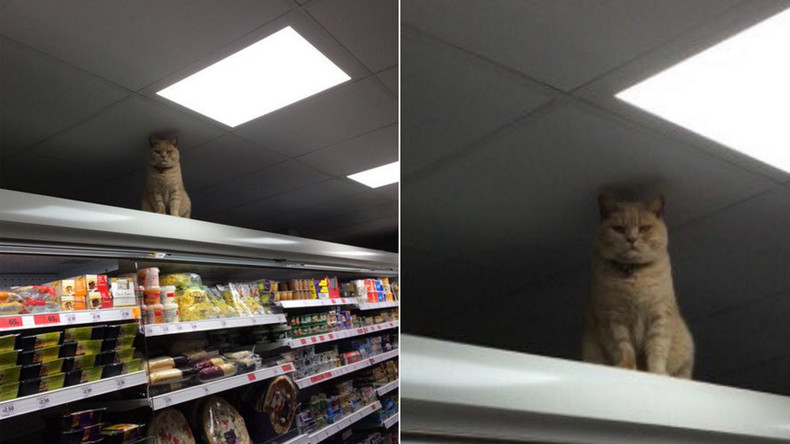 Top Cat: Feisty feline from UK supermarket becomes new internet celebrity