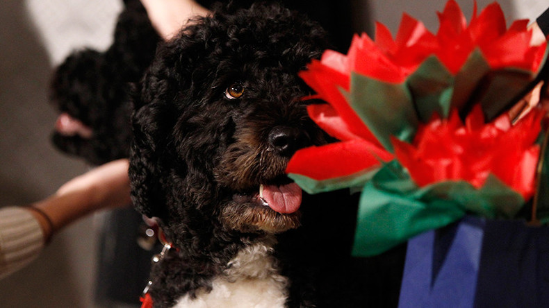 Secret Service foils plans to kidnap Obama’s dogs by man claiming to be Jesus
