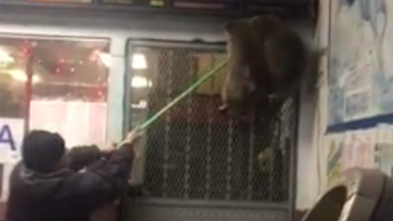 Raccoon express: Giant raccoons take over Chinese restaurant in the Bronx (VIDEO)