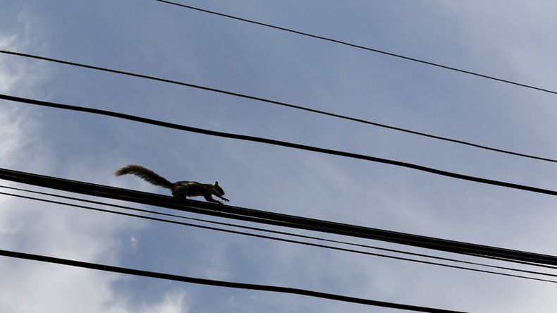 War on squirrels: Website aims to expose power outage culprits
