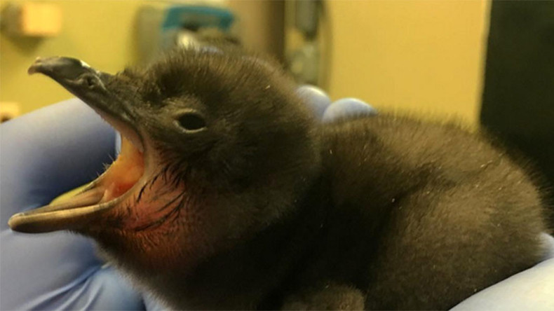 Bowie the Penguin: Zoo names baby after late music legend (VIDEO)