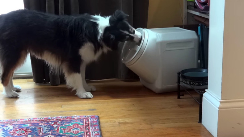Who’s a clever girl? Canine conquers dog 'proof' container (VIDEO)