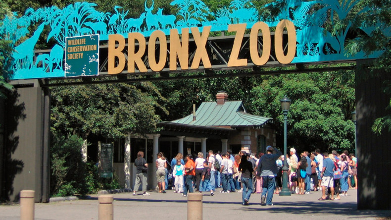 Never forget: Bronx Zoo criticized for treatment of elephants
