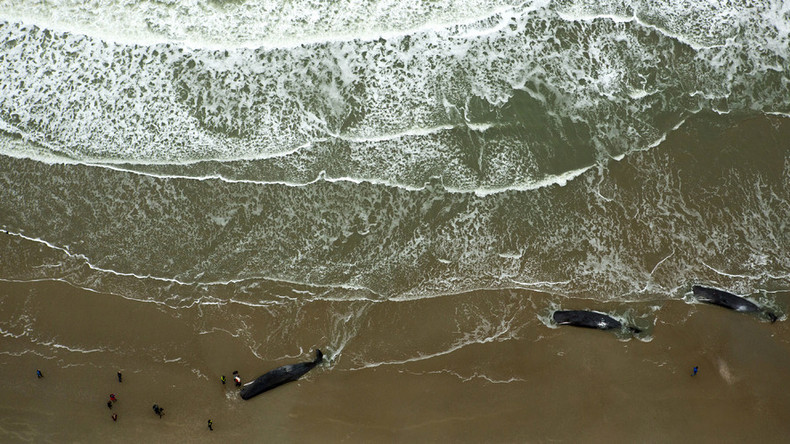 12 beached sperm whales die in week of carnage on northern European coast