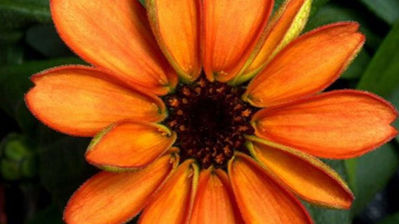 ‘Other life forms in space!’ 1st flower grown on International Space Station