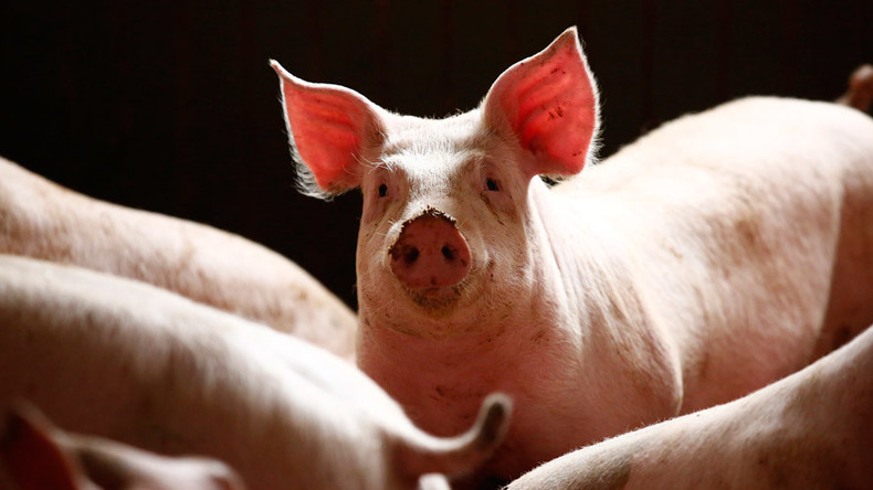 Denmark rules to keep pork on the menu after banishment from Muslim-friendly institutions