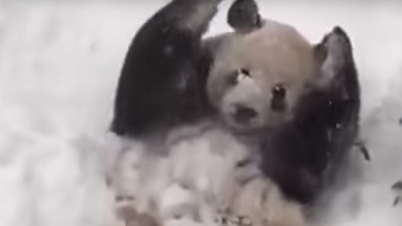 Happy panda: DC zoo bear enjoys blizzard snow (VIDEO)