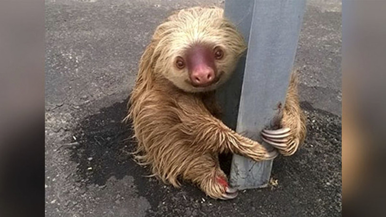 Cuddly sloth brings traffic to standstill in Ecuador (PHOTOS)