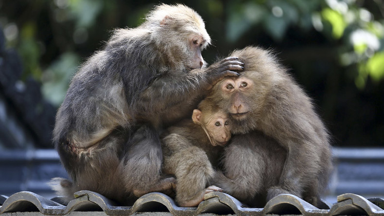 China develops autistic monkeys in hope of finding cure for disorder 