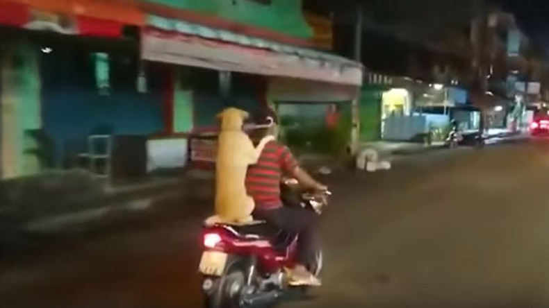 Weather watchdog: Hound scoots through streets holding umbrella (VIDEO) 