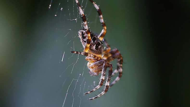 Arachnophobes beware: Scientists discover ‘behemoth’ spider
