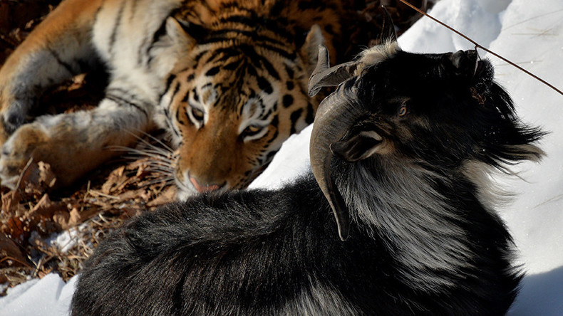 Trouble in paradise: Amur the tiger mauls 'roomie' Timur the goat (VIDEO, PHOTOS)
